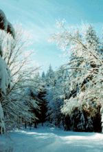 Traumhaft verschneiter Märchenwald
